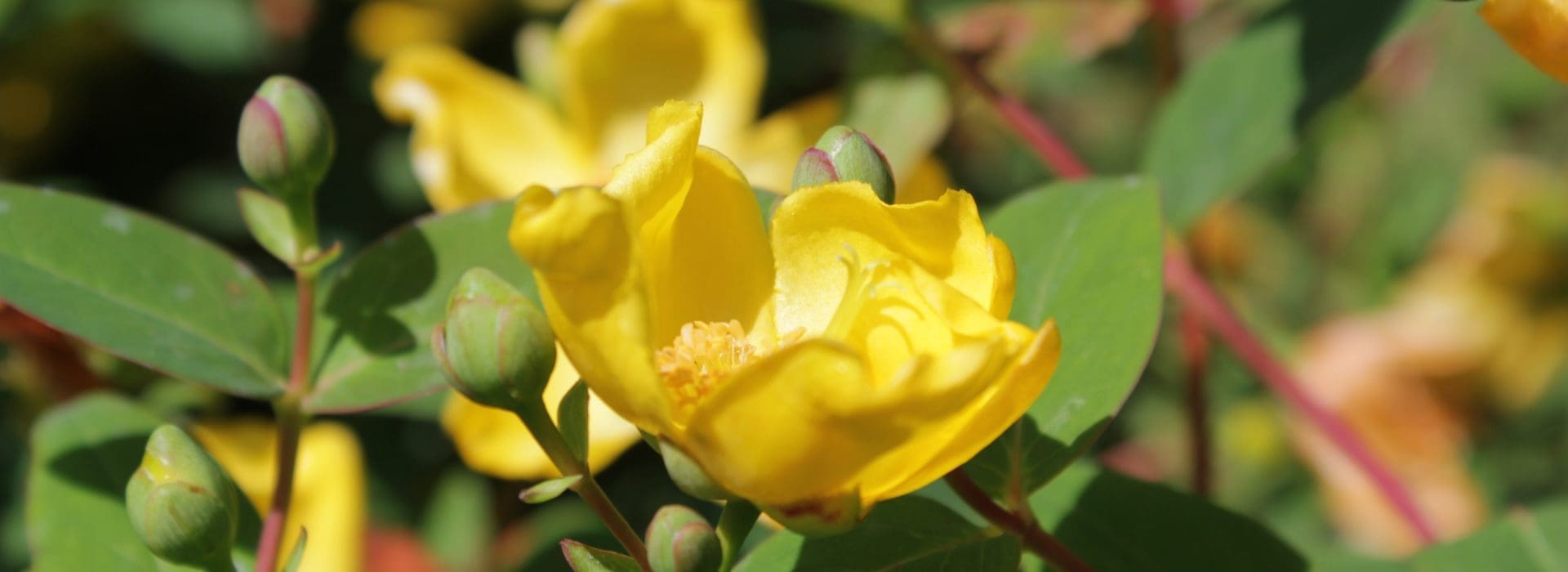 Yellow flower up close
